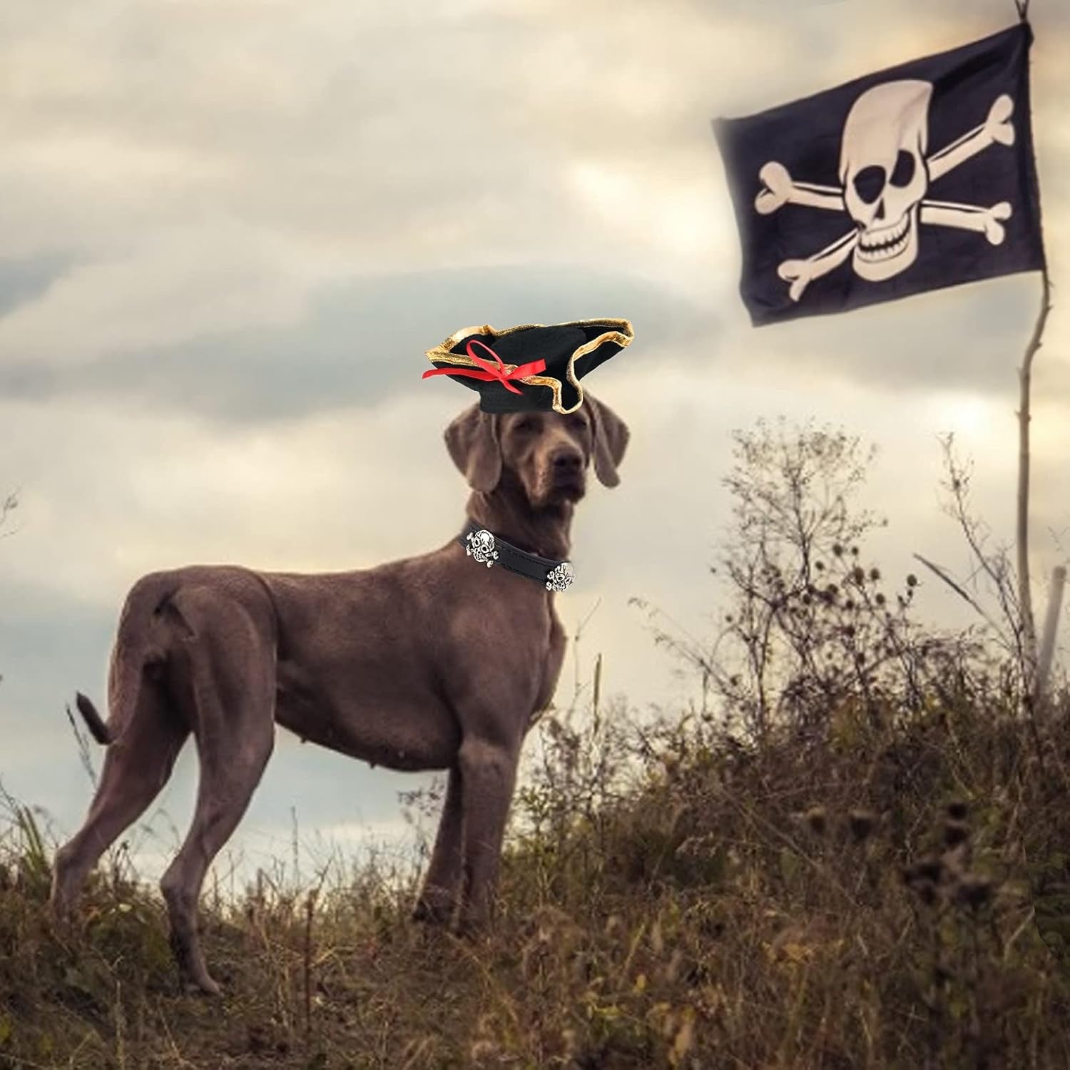 2 Pieces Pet Pirate Hat with Skull Studded Pet Leather Collar Pirate Cosplay Costume Accessories Photo Props for Cat Dog Puppy Halloween Dressing up (B)