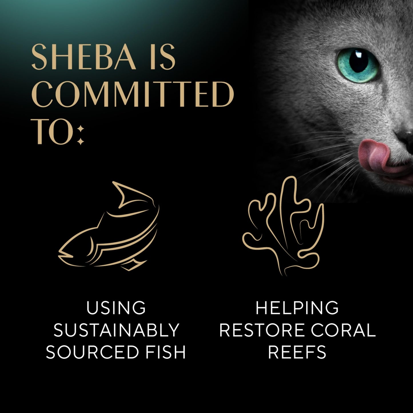 Sheba Perfect Portions Wet Cat Food Pate Roasted Turkey 24 Twin Pack Trays