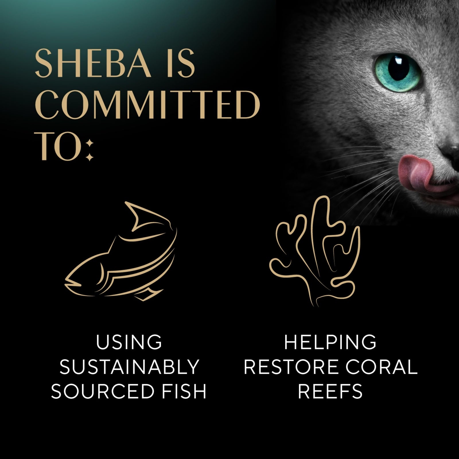 Sheba Perfect Portions Wet Cat Food Pate Roasted Turkey 24 Twin Pack Trays