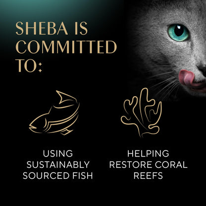 Sheba Perfect Portions Wet Cat Food Pate Roasted Turkey 24 Twin Pack Trays
